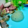 Fish – Sensory Play Stones - Image 8